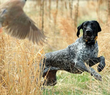 Chiens de chasse